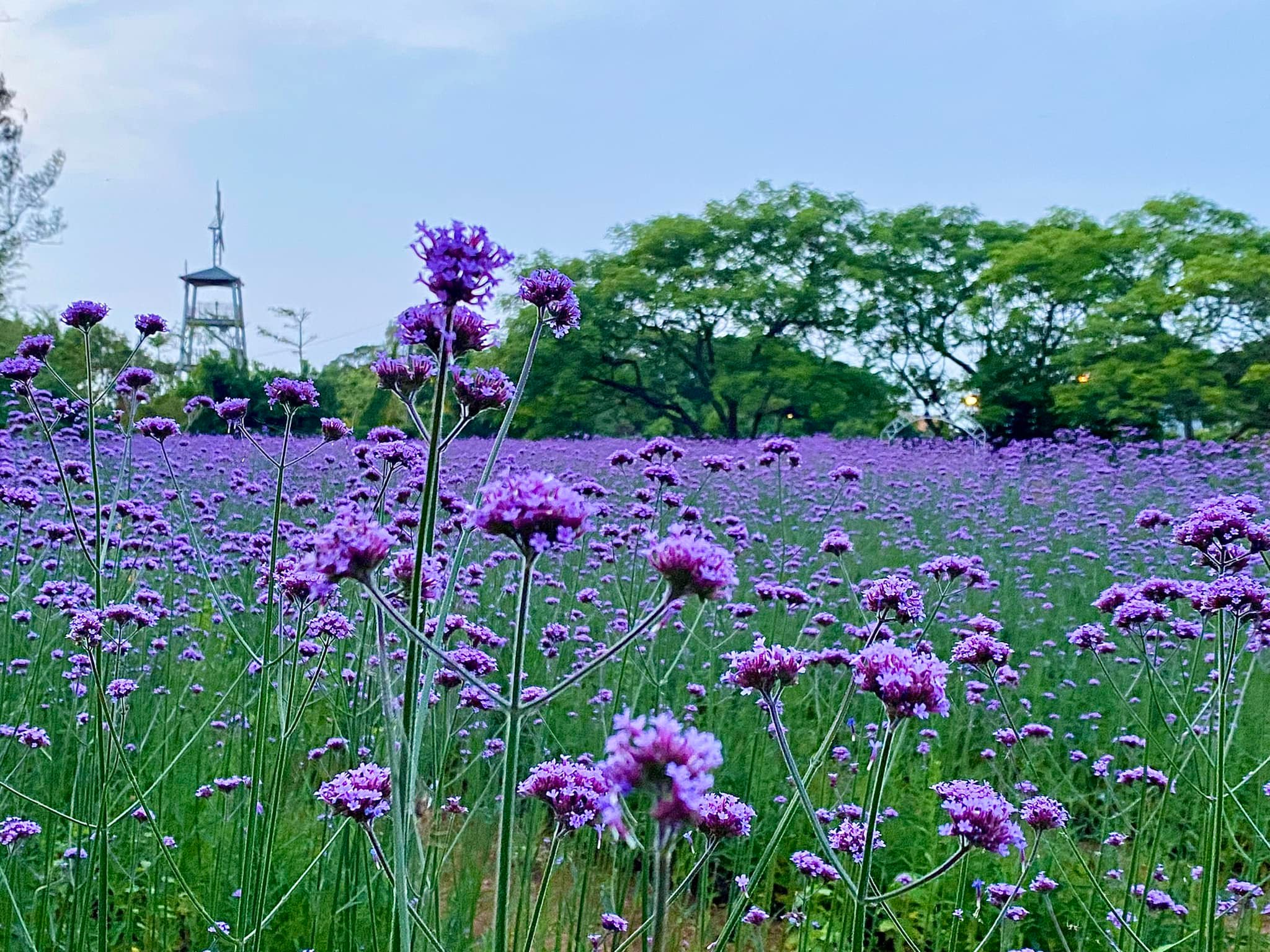 【青林農場】桃園親子景點，大草皮、小沙坑、小火車、採花、控窯