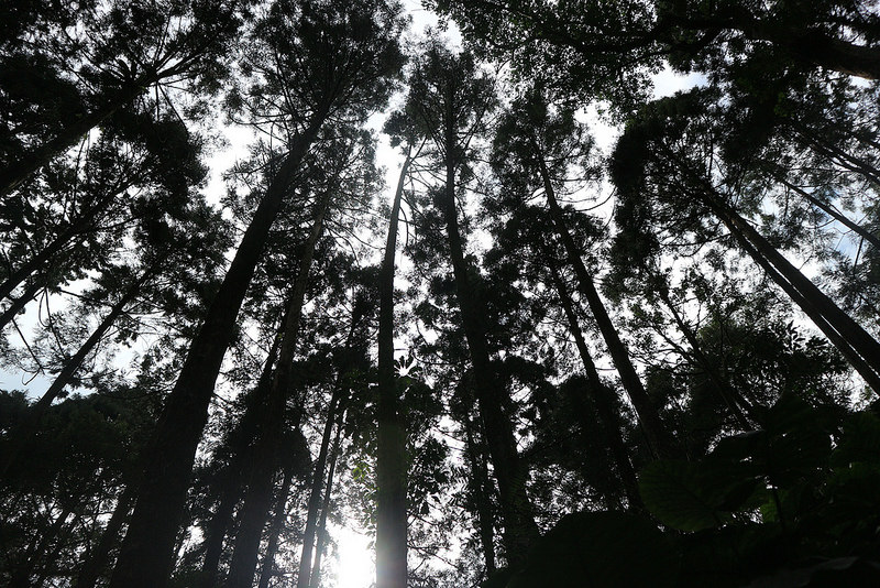 桃園復興鄉一日遊景點｜三民蝙蝠洞→角板山→東眼山國家森林遊樂區