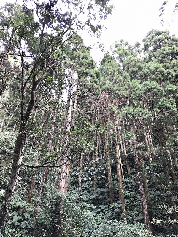 桃園復興鄉一日遊景點｜三民蝙蝠洞→角板山→東眼山國家森林遊樂區