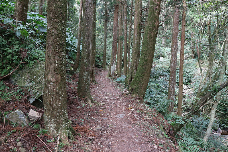 桃園復興鄉一日遊景點｜三民蝙蝠洞→角板山→東眼山國家森林遊樂區