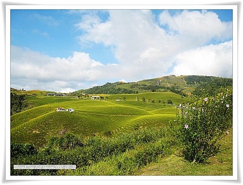 花蓮景點｜六十石山賞金針花｜金針花季必訪景點