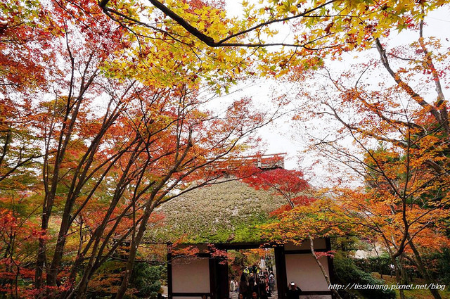 京都賞楓