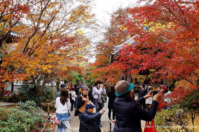 【2023京都楓葉】日本紅葉前線、賞楓景點推薦、行程規劃