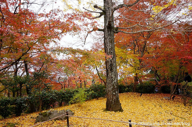 京都第四天100