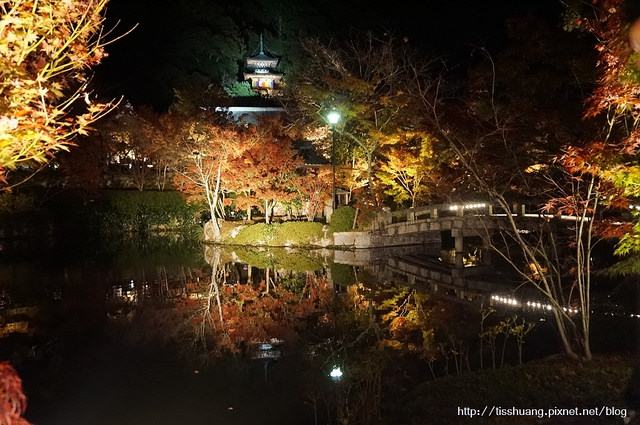 【京都永觀堂夜楓】京都賞楓景點推薦，夜色下的絕美紅葉！