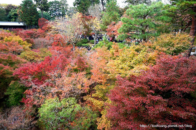 【京都東福寺】日本京都賞楓景點推薦TOP1，京都楓葉之王!