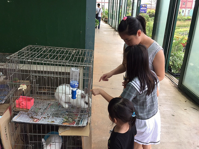 桃園高鐵景觀餐廳親子農場｜青松農場｜餵小動物、騎車、搭小火車樣樣有!