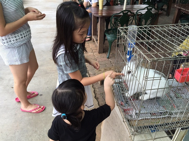 桃園高鐵景觀餐廳親子農場｜青松農場｜餵小動物、騎車、搭小火車樣樣有!