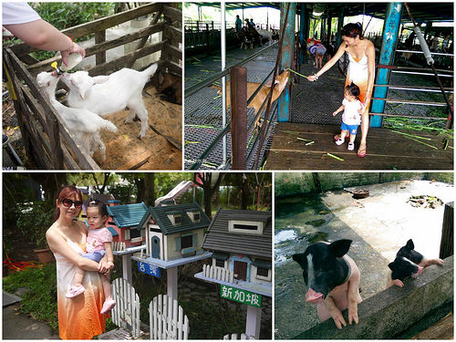 宜蘭親子景點推薦｜宜農牧場｜親子旅遊一起餵小動物的好地方