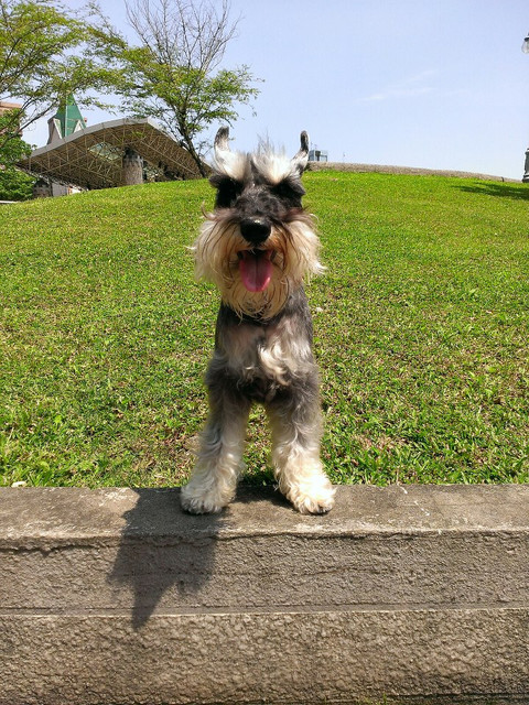 板橋動物醫院推薦～馬達加斯加動物醫院&狗狗搬家焦慮症如何解決