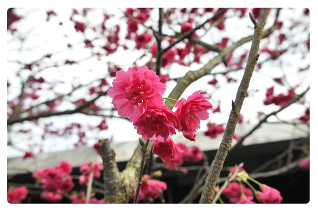 陽明山平菁街42巷賞櫻｜櫻花季1月底-2月底｜陽明山景點推薦