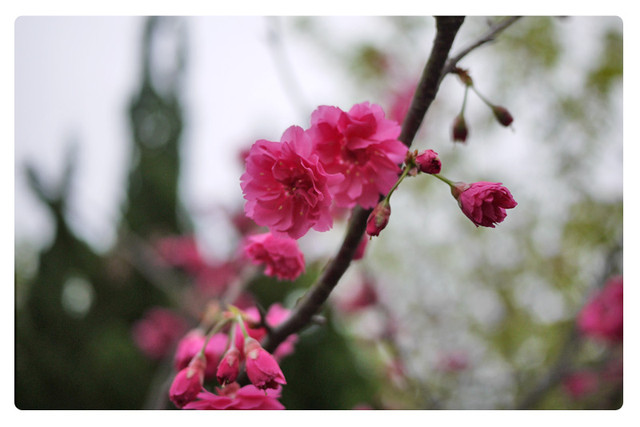 陽明山平菁街42巷賞櫻｜櫻花季1月底-2月底｜陽明山景點推薦