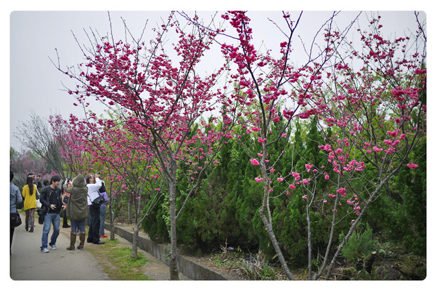 陽明山平菁街42巷賞櫻｜櫻花季1月底-2月底｜陽明山景點推薦