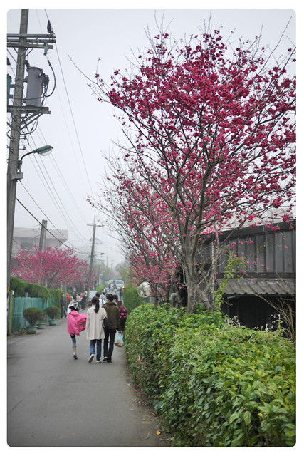 陽明山平菁街42巷賞櫻｜櫻花季1月底-2月底｜陽明山景點推薦