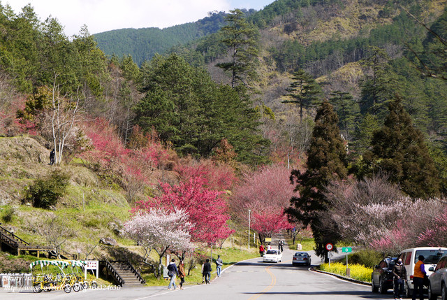 陽明山平菁街42巷賞櫻｜櫻花季1月底-2月底｜陽明山景點推薦