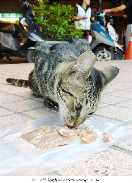 [寵物認養]幫撒嬌流浪貓找主人-美國短毛貓混種