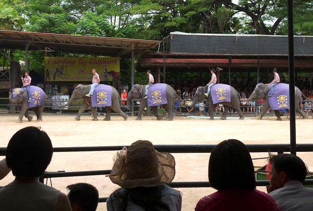 【泰國芭達雅景點】東芭樂園，大象表演、泰拳表演，逛逛仙人掌花園