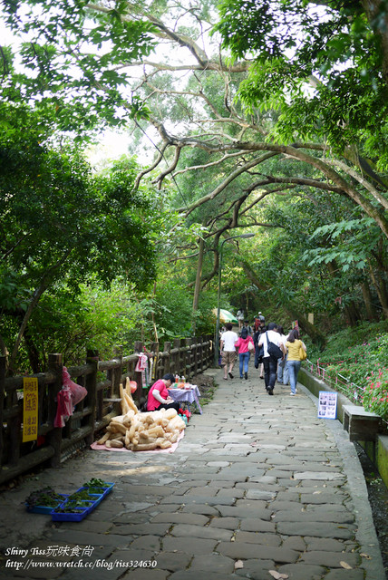 [遊記]土城桐花公園-桐花季賞桐花記