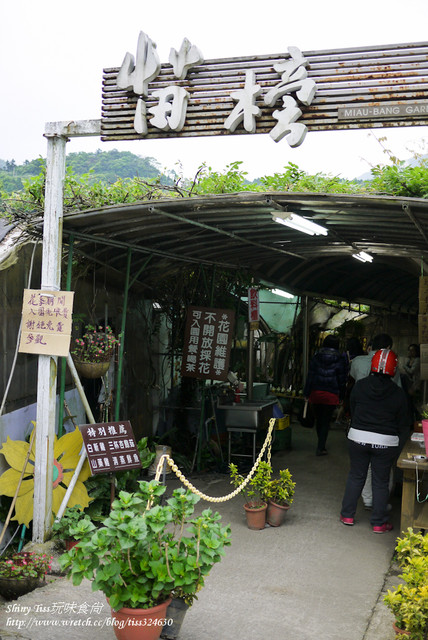 2024陽明山海芋季採海芋推薦｜苗榜海芋花園餐廳｜竹子湖海芋餐廳