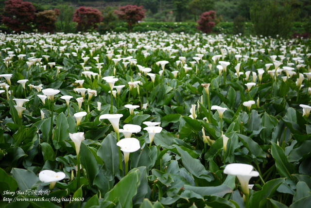 2024陽明山海芋季採海芋推薦｜苗榜海芋花園餐廳｜竹子湖海芋餐廳