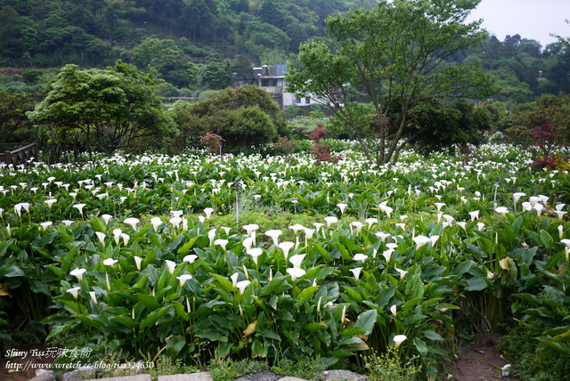 2024陽明山海芋季採海芋推薦｜苗榜海芋花園餐廳｜竹子湖海芋餐廳