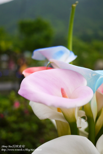 2024陽明山海芋季採海芋推薦｜苗榜海芋花園餐廳｜竹子湖海芋餐廳