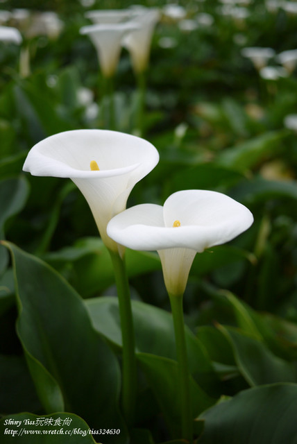 2024陽明山海芋季採海芋推薦｜苗榜海芋花園餐廳｜竹子湖海芋餐廳