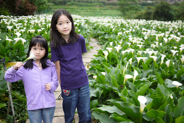 2024陽明山海芋季採海芋推薦｜苗榜海芋花園餐廳｜竹子湖海芋餐廳