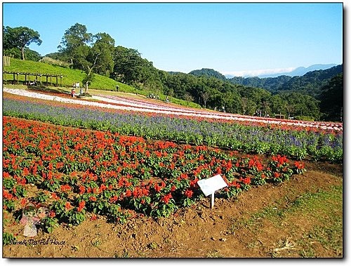 大溪親子景點｜大溪花海農場｜北台灣最大的花園景觀