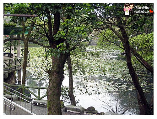 陽明山小公園+海芋田