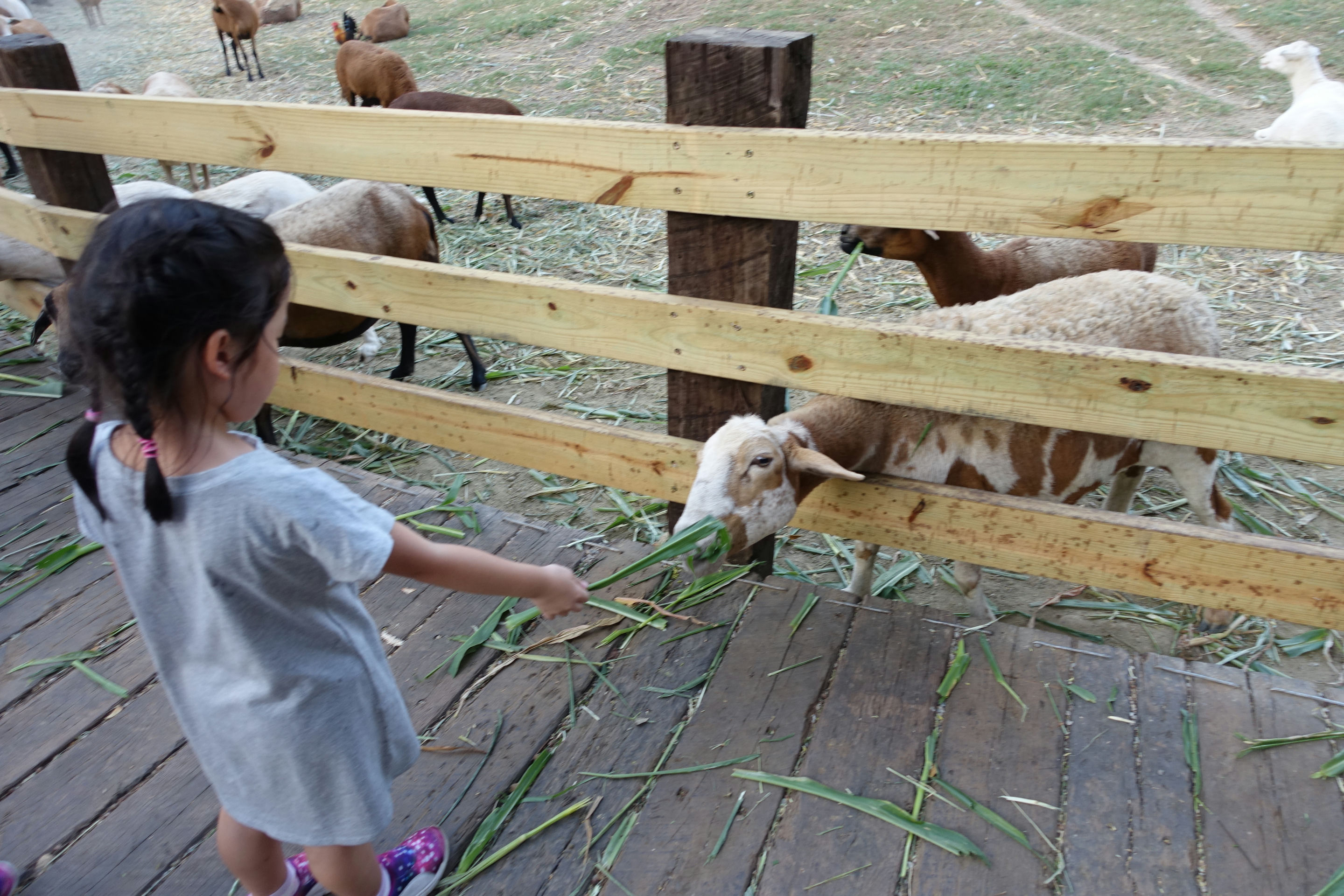 飛牛牧場｜苗栗親子景點｜住宿及遊園，餵小動物的好地方