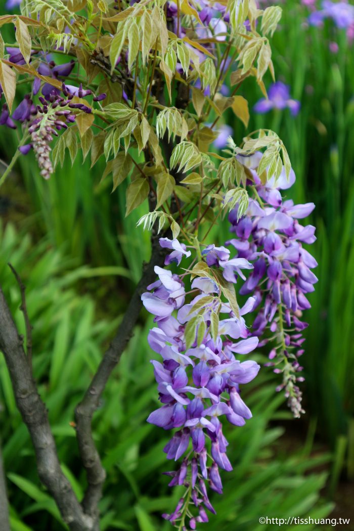 2021紫藤花花況｜紫藤咖啡園一店(屯山園區)｜超夢幻IG熱門打卡景點