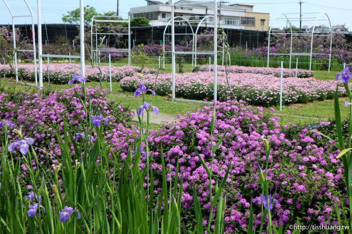 2021紫藤花花況｜紫藤咖啡園一店(屯山園區)｜超夢幻IG熱門打卡景點