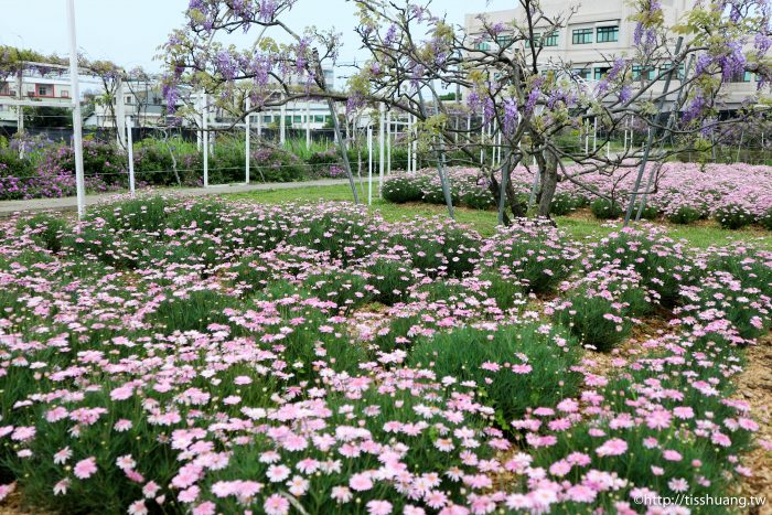 2021紫藤花花況｜紫藤咖啡園一店(屯山園區)｜超夢幻IG熱門打卡景點