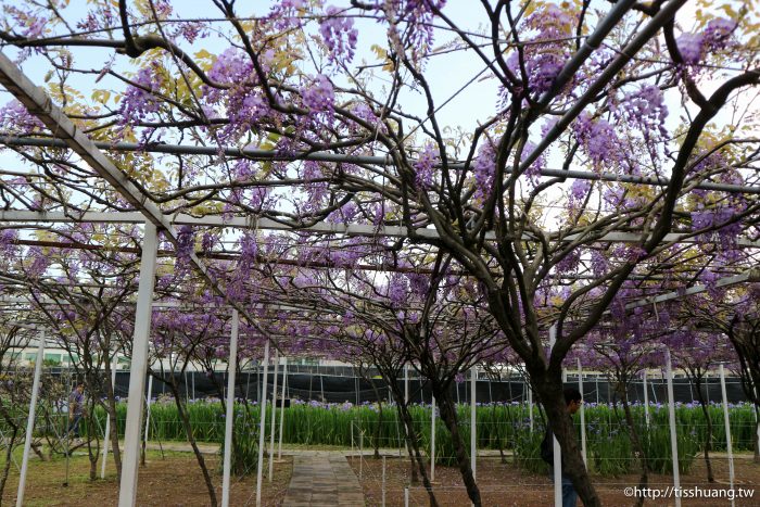 2021紫藤花花況｜紫藤咖啡園一店(屯山園區)｜超夢幻IG熱門打卡景點