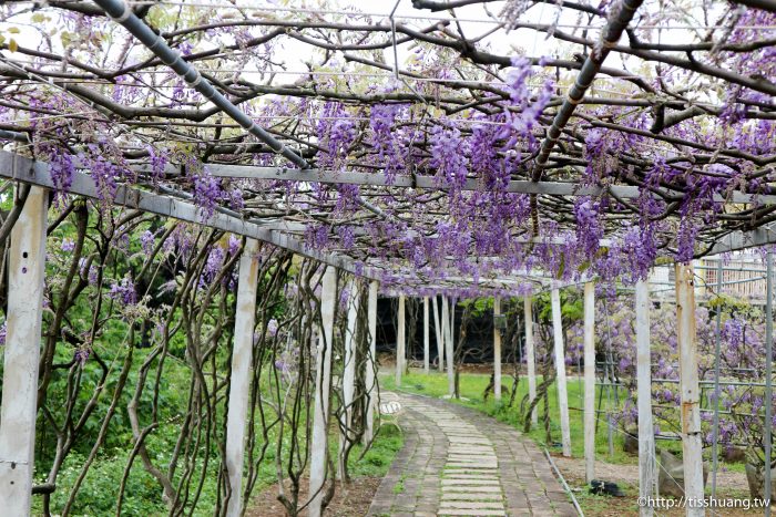 2021紫藤花花況｜紫藤咖啡園一店(屯山園區)｜超夢幻IG熱門打卡景點