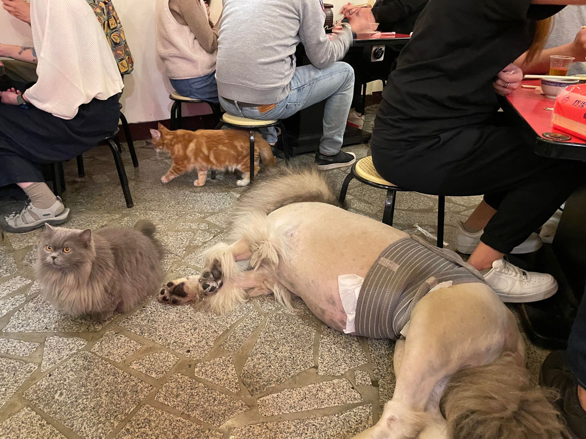 土城必吃火鍋｜食裡洋場羊肉爐、薑母鴨｜超人氣羊肉爐｜土城貓餐廳