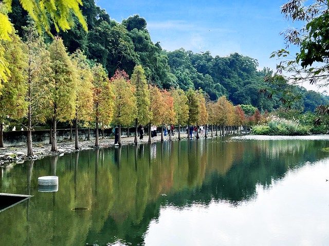 大溪落羽松景點｜月眉人工濕地公園｜山豬湖生態親水園區｜桃園一日遊