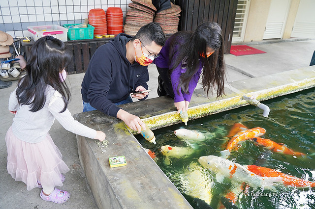 宜蘭童話村生態農場民宿｜溜滑梯親子包棟民宿｜餵魚喝奶一日遊