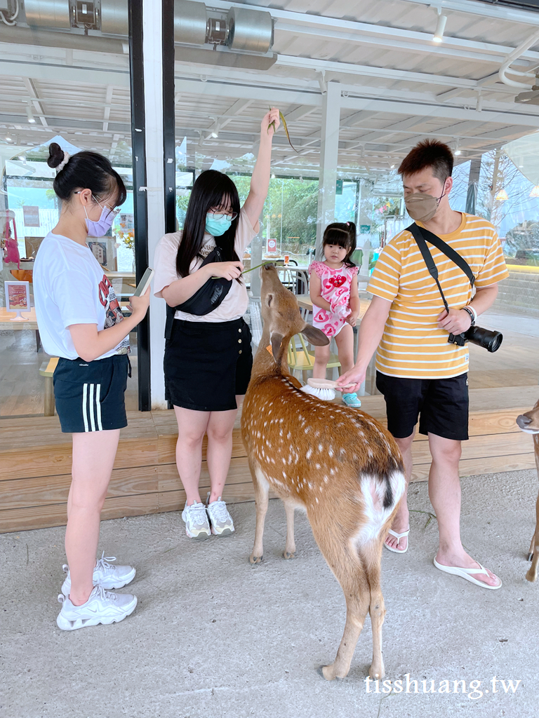 宜蘭星寶蔥體驗農場｜三星蔥派DIY體驗｜零距離餵食可愛的梅花鹿與小驢駒