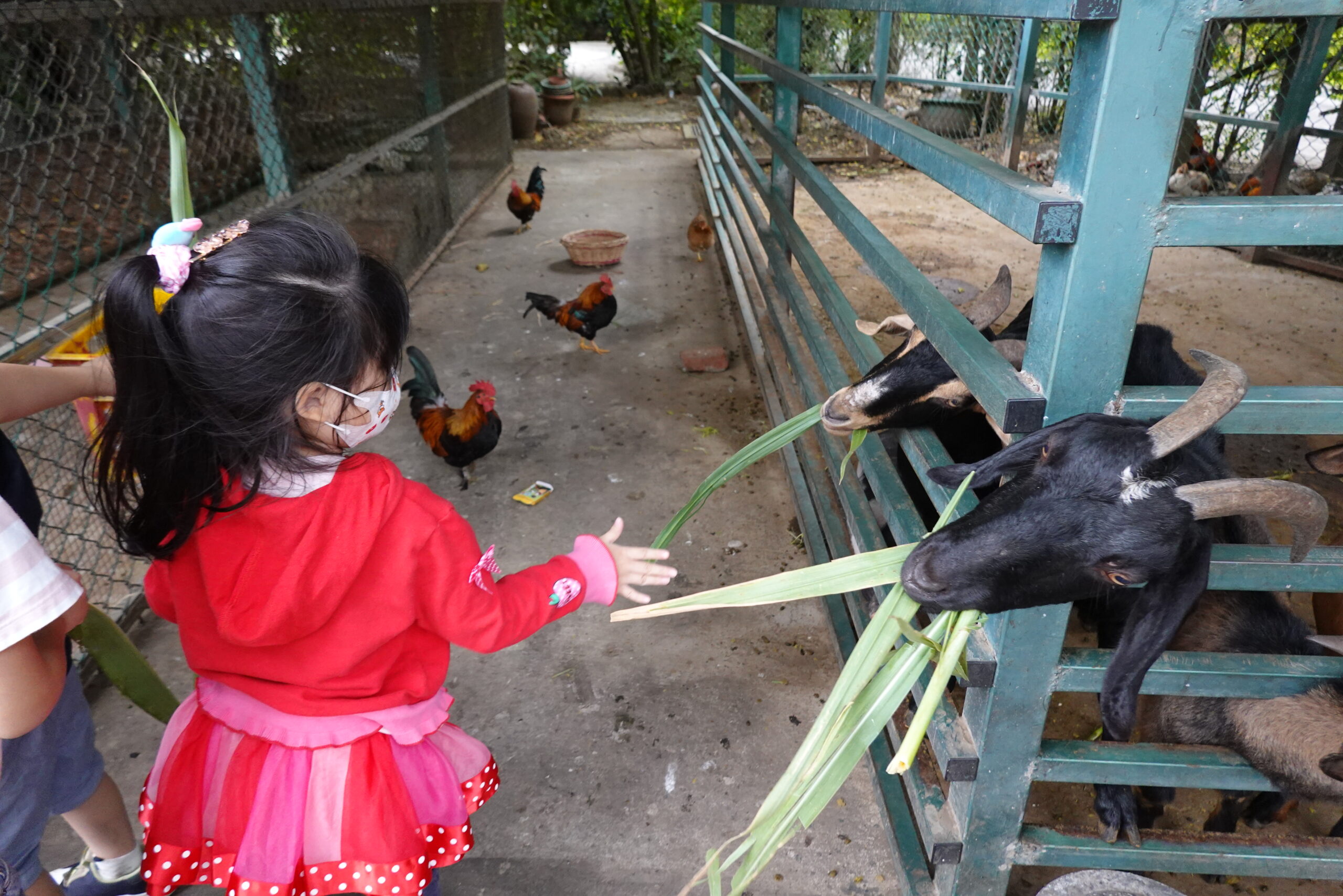 活力健康農場｜桃園新屋親子景點｜餵動物、釣螯蝦、客家搗麻糬