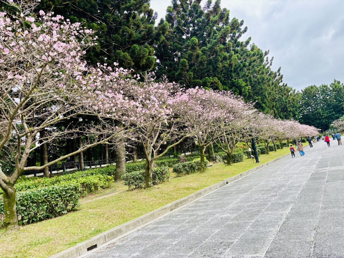 中正紀念堂櫻花花況