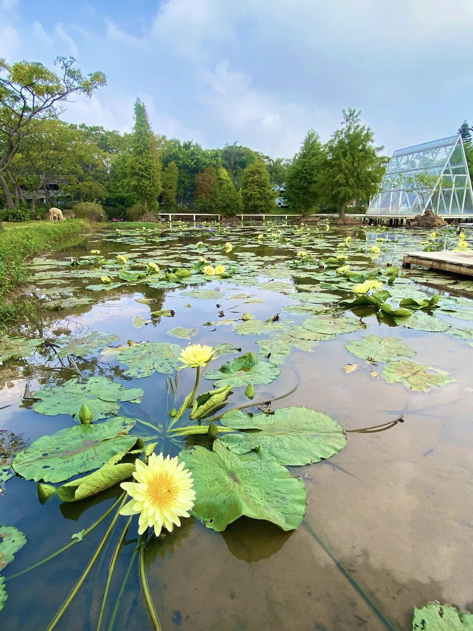 【青林農場】桃園親子景點，大草皮、小沙坑、小火車、採花、控窯