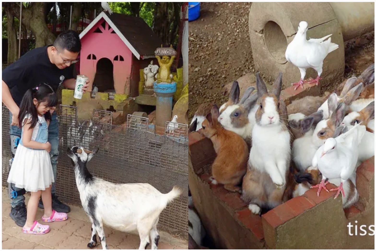 【桃園農場一日遊】羊世界牧場、餵動物、DIY，桃園農場餐廳推薦