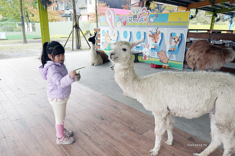 【梅花湖景點】心花鹿Fun，宜蘭餵動物景點，雨天也可以來!