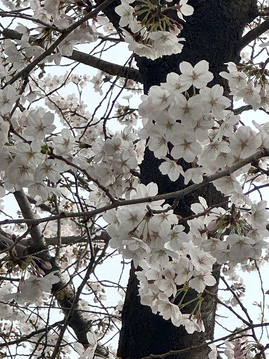 Parole & langue 延南洞下午茶