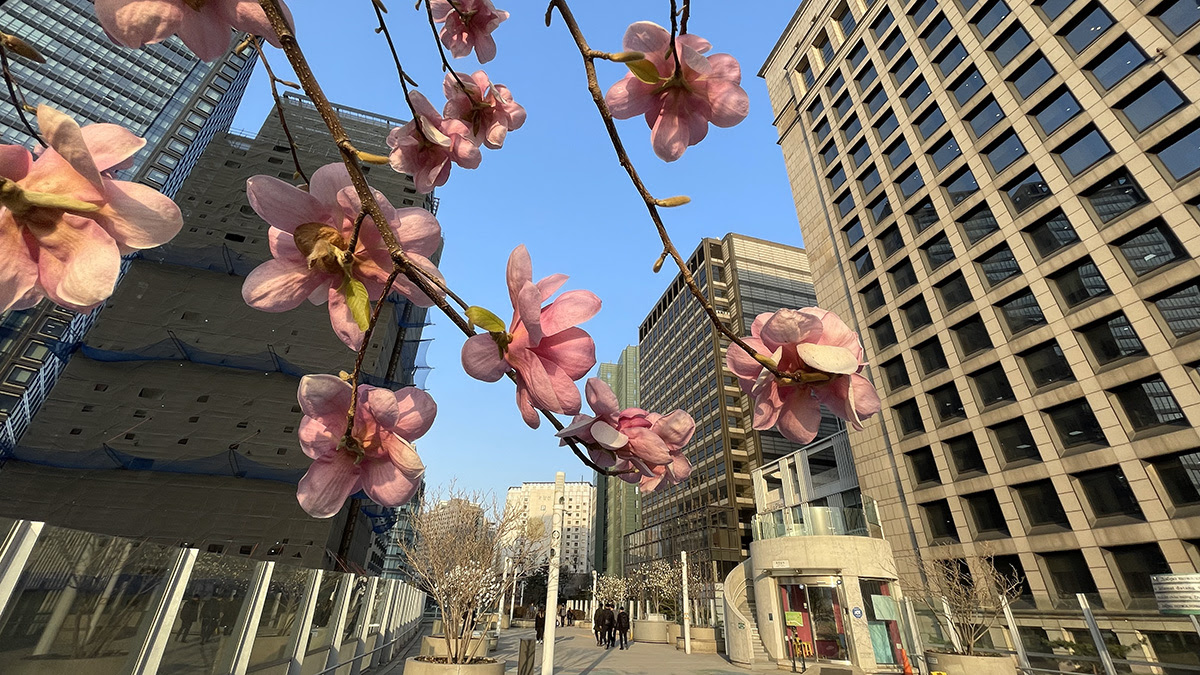 首爾自由行, 南大門, 明洞, 首爾車站, 樂天超市 - TISS玩味食尚 首爾站南大門