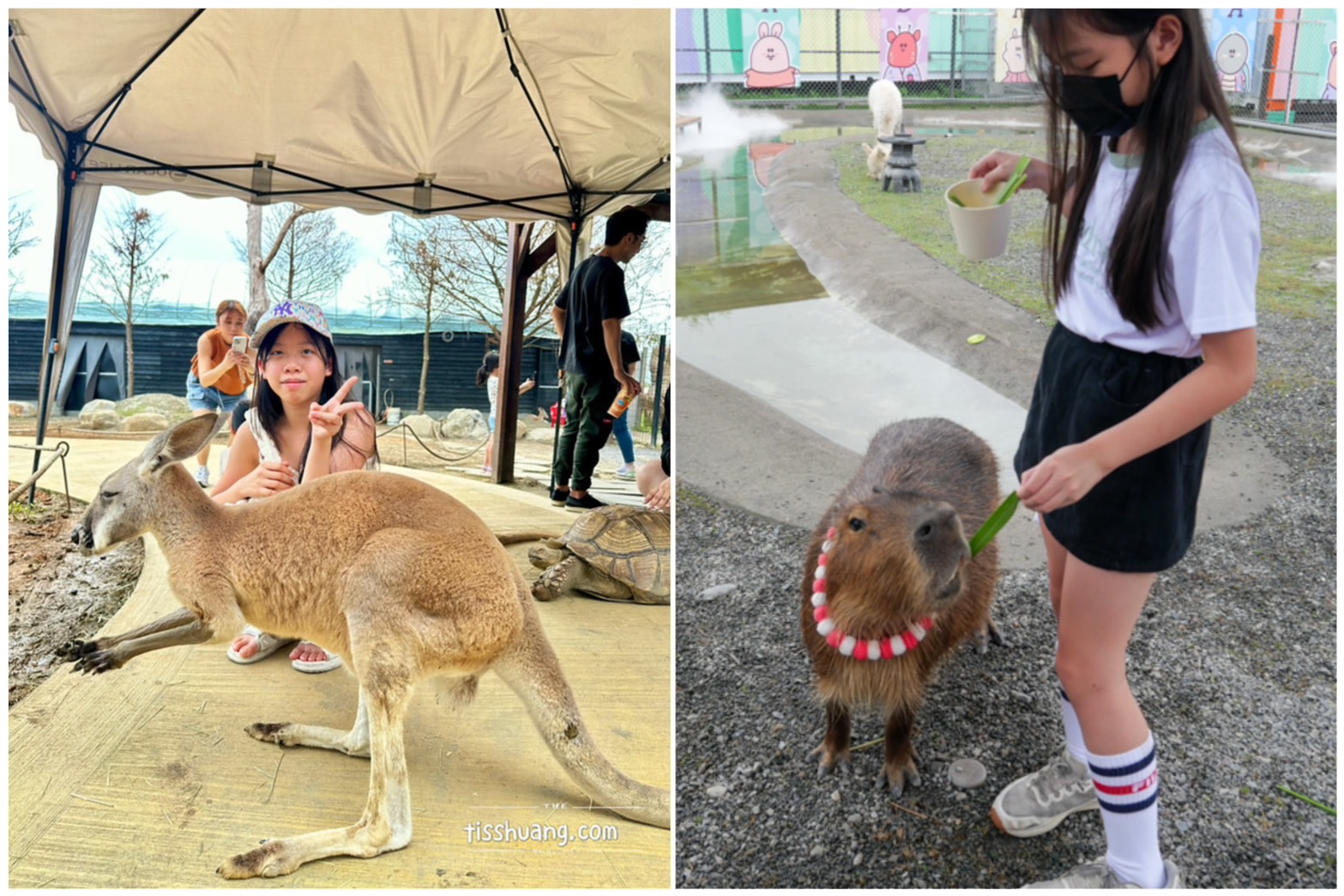 【宜蘭農場水豚君推薦】10間必去餵動物親子景點，互動體驗超療癒！