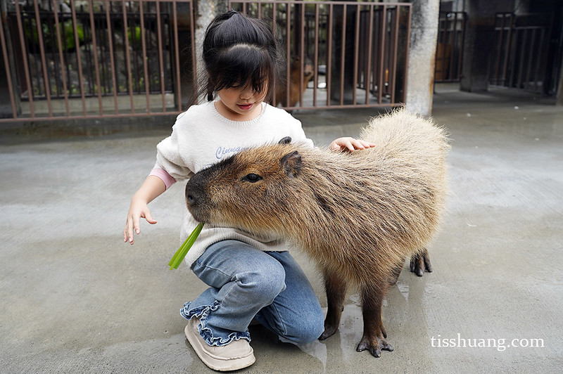 【飯店團購】宜蘭綠舞國際觀光飯店｜一泊一食$5488，加贈1位12歲以下兒童免費入住、五項設施體驗!