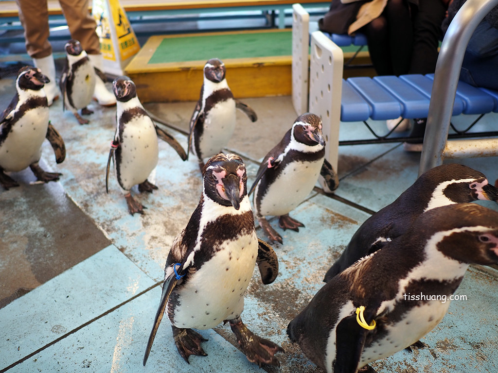 【名古屋景點推薦】鳥羽水族館 海獺、海象表演、企鵝遊行超可愛！親子必訪景點